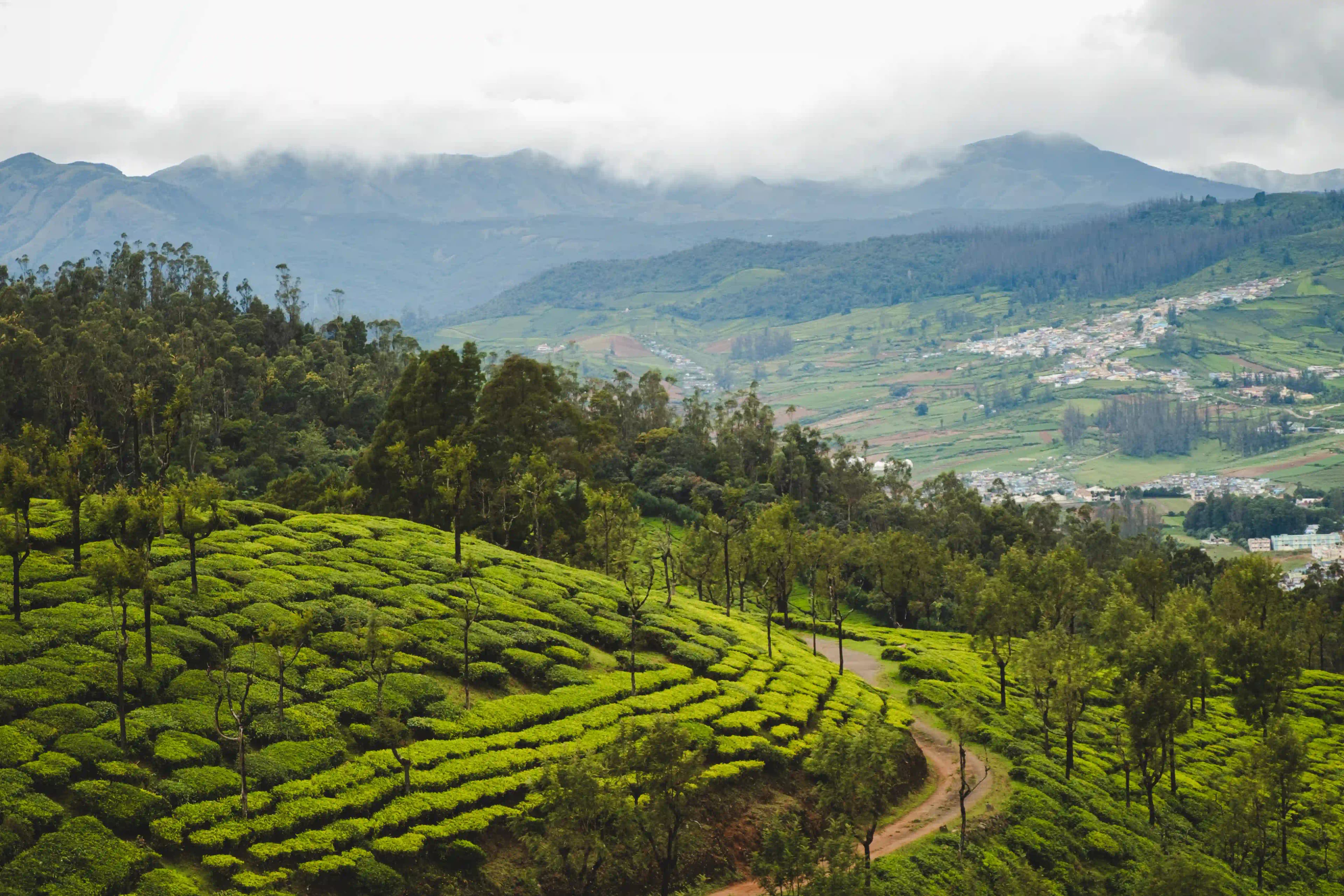 Tea in a serene natural setting